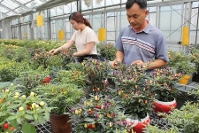 꽃보다 아름다운 관상용 고추