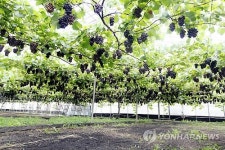 포도 2천200송이 열린 포도나무