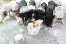 미니 돼지들 과일빙수로 여름나기