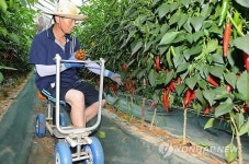 <카메라뉴스> 이렇게 편할 수가…고추 수확차