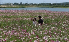 경포 저류지 코스모스 활짝