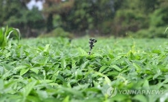 반가운 단비에 잠깐 멈춰선 스프링클러