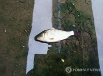 친환경 생태하천 맞나…부산 삼락천 물고기 떼죽음