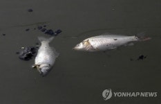 부산 삼락천서 떼죽음 당한 붕어