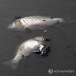 친환경 생태하천 맞나…부산 삼락천 물고기 떼죽음(종합)