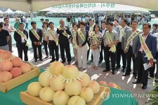 원주 치악산 복숭아축제 성황