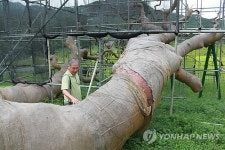 붕대에 감겨있는 괴산 왕소나무