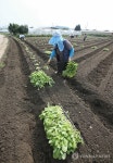 김장배추 모종 심어요