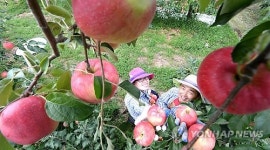 무더위 이긴 거창사과 수확