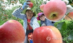 무더위 이긴 거창사과 수확