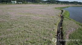 드넓은 경포 저류지의 활짝 핀 코스모스