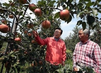 이동필 농식품장관 예산 사과농장 방문