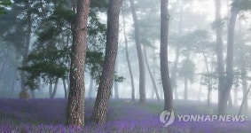 소나무와 맥문동
