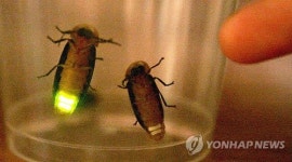 생태환경 살아있네…울산 반딧불이 서식지 18곳