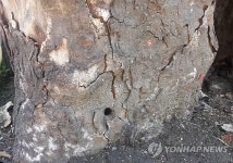 구멍뚫린 가로수