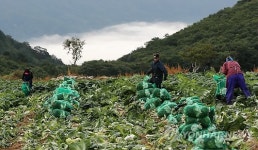 강릉 안반데기 고랭지 배추 본격 출하