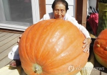 보은서 무게 77㎏짜리 초대형 호박 수확