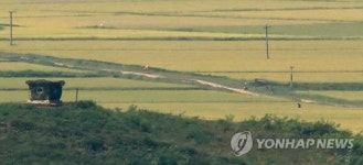 북녘에도 황금빛 물결이