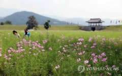 코스모스 활짝 핀 서산 해미읍성