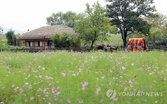 코스모스 활짝 핀 서산 해미읍성