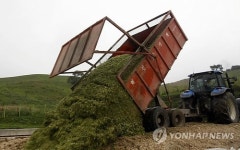 한겨울 한우 식량 준비하는 대관령