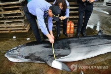 동해 어달항 앞바다서 혼획된 밍크고래