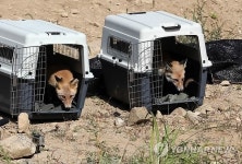 토종여우 자연의 품으로