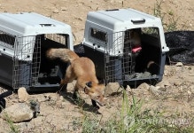 토종여우 자연의 품으로