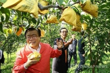 이동필 장관, 배 농가 방문