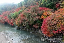 태백 철암 단풍 시작…주말 어울마당