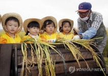 오륜벼 수확 체험하는 어린이들