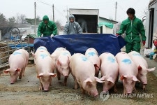 사육 돼지 1천만마리 사상 최대…가격은 안정세(종합)