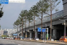 춘천 도심에 소나무길 조성