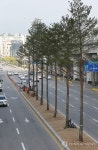 춘천 도심에 소나무길 조성
