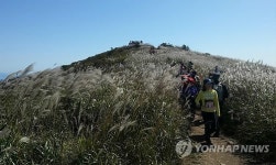 천관산 은빛 물결