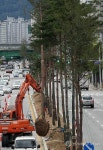 춘천시 도심에 소나무 거리 조성