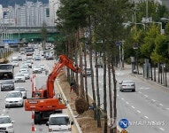 춘천시 도심에 소나무 거리 조성