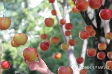 구청 앞에 사과가 열렸네..