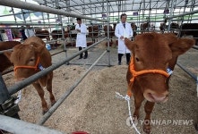 <카메라뉴스> 내가 최고 한우 강원축산경진대회 개막