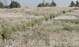 은빛 억새 물결