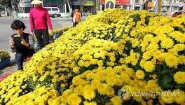 도심 속 국화 너무 예뻐요