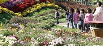 <카메라뉴스> 국화향기 물씬 함평엑스포공원