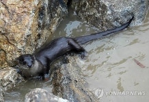한국수달보호협회강원영서지회 | 수달보호협회 북한강 DMZ 주변에 수달 방사