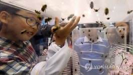 뒤영벌, 쏘지 않아요