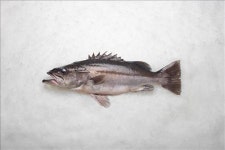 신세계百, `청정인증 뉴질랜드 선어 판매