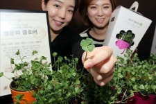 갤러리아百, 식용 네 잎 클로버 판매