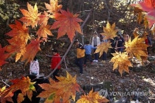 붉게 물든 오대산…늦가을 정취 만끽