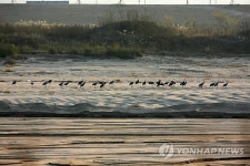 흑두루미 145마리, 구미 낙동강 기착