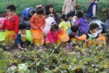 즐거운 고구마 캐기