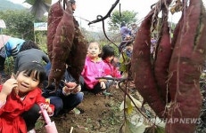 즐거운 고구마 캐기